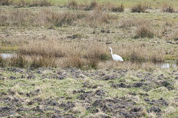 White Heron Stream Meadow Darss Bird Hunting Animal Photo Nature — Stock Photo, Image