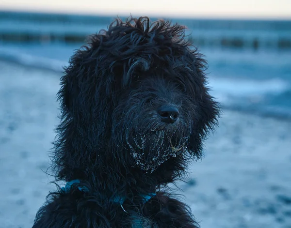 Годендодл Портреті Пляжі Балтійського Моря Собаки Стріляли Фотографія Тварин Детальний — стокове фото