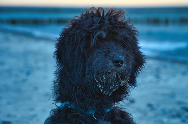 Годендодл Портреті Пляжі Балтійського Моря Собаки Стріляли Фотографія Тварин Детальний — стокове фото