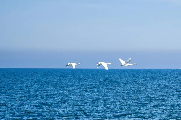 three mute swans in flight over the Baltic Sea. White plumage in the large birds. Animal photo in nature