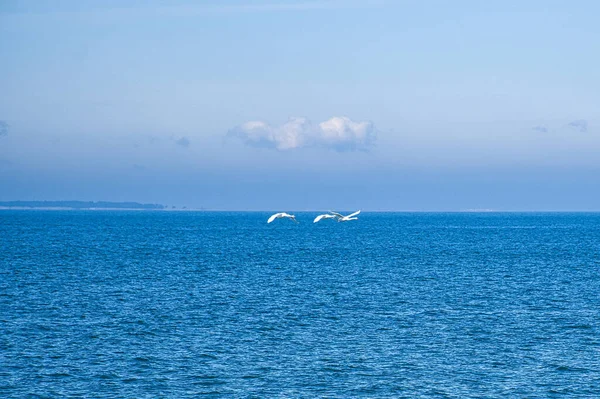 Three Mute Swans Flight Baltic Sea White Plumage Large Birds — Stock Photo, Image