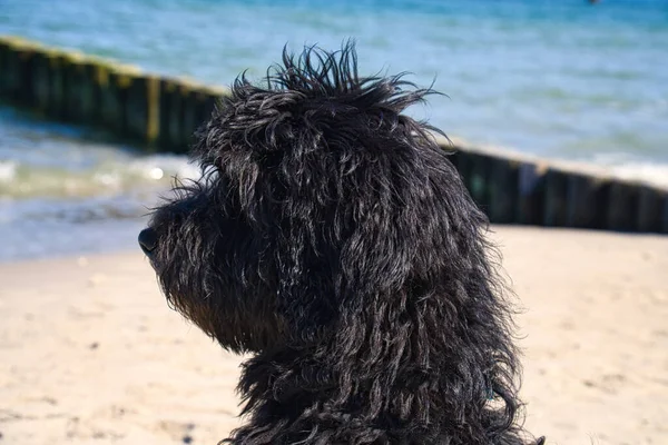 Goldendoodle Assis Sur Mer Baltique Face Jetée Surplombant Mer Goldendoodle — Photo