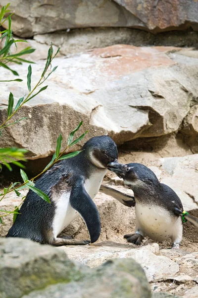 kissing penguin. black and white birds as a couple on land. animal photo close up. detailed shot