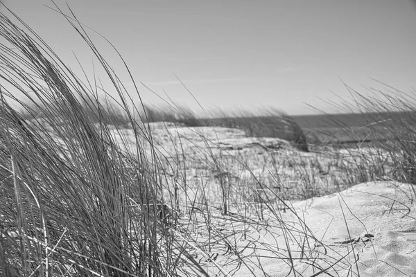 High Dune Darss Viewpoint National Park Beach Baltic Sea Sky — Φωτογραφία Αρχείου