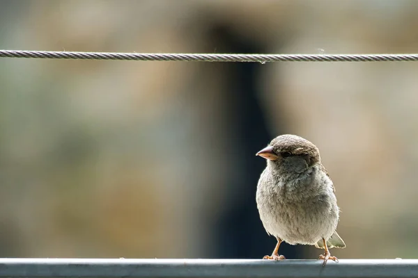 Gorrión Marrón Sentado Una Cuerda Alambre Pequeño Pájaro Cantor Con — Foto de Stock