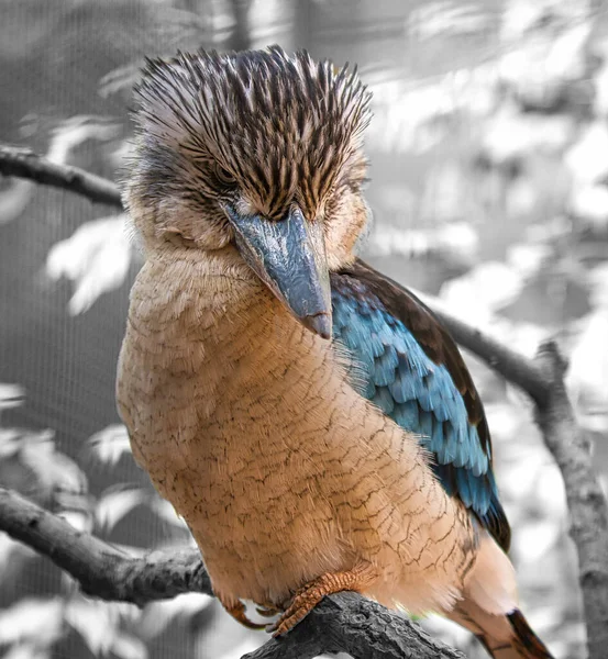 Смеющийся Ганс Ветке Красивое Красочное Оперение Австралийской Птицы Интересное Наблюдение — стоковое фото
