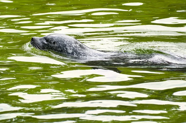 Sello Nadando Agua Primer Plano Del Mamífero Especies Amenazadas Alemania —  Fotos de Stock