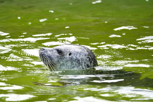 Testa Foca Nuoto Acqua Primo Piano Del Mammifero Specie Pericolo — Foto Stock