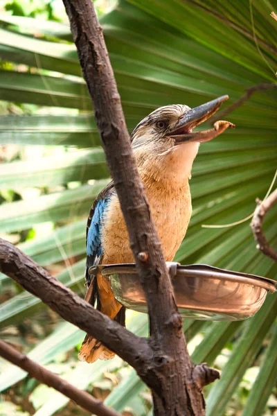 Laughing Hans Branch Feeding Mealworm Beautiful Colorful Plumage Australian Bird — Stock Photo, Image