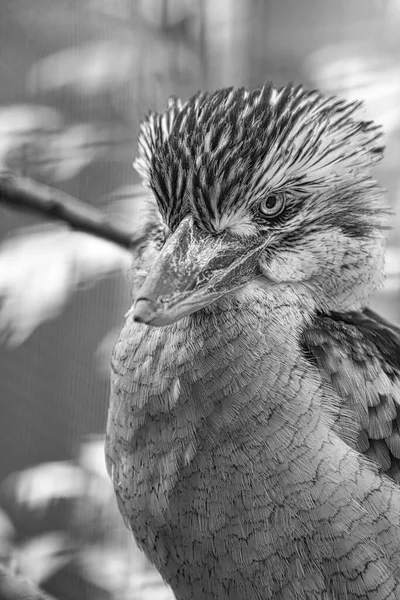 笑ハンス 黒と白で オーストラリアの鳥 動物の興味深い観察 ドイツの動物写真 — ストック写真