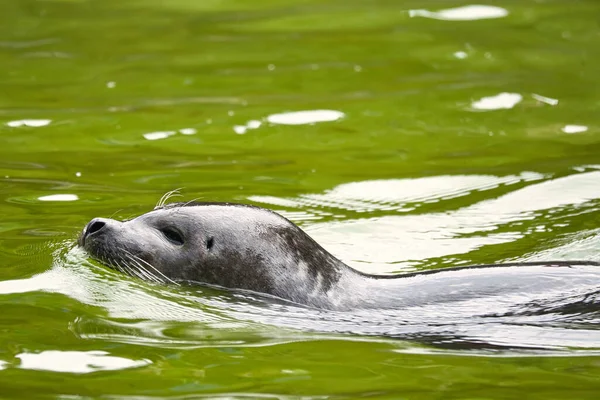 Cabeza Foca Nadando Agua Primer Plano Del Mamífero Especies Amenazadas —  Fotos de Stock