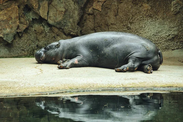 Лежащий Бегемот Отражением Воде Млекопитающее Спит Маленький Бегемот Наблюдает Водой — стоковое фото