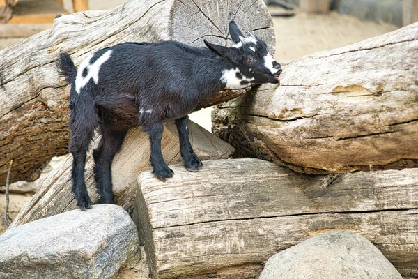 Kid playing in the petting zoo. interesting it explores the environment. Animal photo of small mammals. Pets from Germany