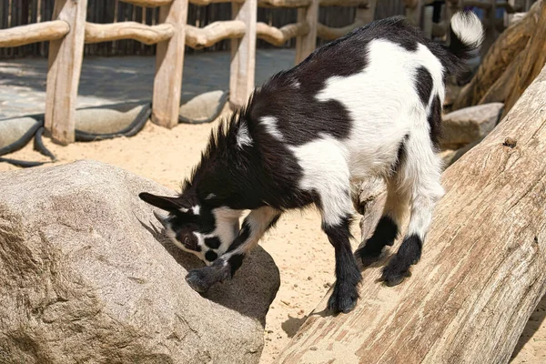 Kid playing in the petting zoo. The little black and white baby mammals jump around exuberantly and with interest. Animal photo