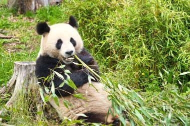 Büyük panda bambu yiyor. Nesli tükenmekte olan türler. Oyuncak ayıya benzeyen siyah beyaz memeli. Nadir bir ayının derin fotoğrafı.