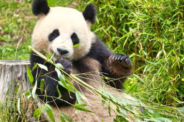 Büyük panda bambu yiyor. Nesli tükenmekte olan türler. Oyuncak ayıya benzeyen siyah beyaz memeli. Nadir bir ayının derin fotoğrafı.