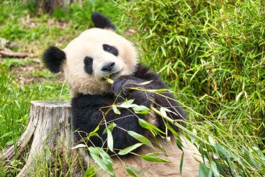 Büyük panda bambu yiyor. Nesli tükenmekte olan türler. Oyuncak ayıya benzeyen siyah beyaz memeli. Nadir bir ayının derin fotoğrafı.