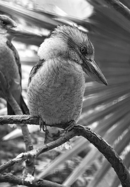 Laughing Hans in black and white. on a branch. Beautiful colorful plumage of the Australian bird. Interesting observation of the animal. Animal photos in Germany