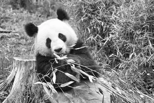 big panda in black and white, sitting eating bamboo. Endangered species. Black and white mammal that looks like a teddy bear. Deep photo of a rare bear.
