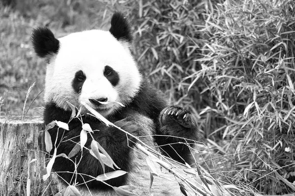 big panda in black and white, sitting eating bamboo. Endangered species. Black and white mammal that looks like a teddy bear. Deep photo of a rare bear.