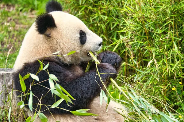 Nagy Panda Bambuszt Eszik Veszélyeztetett Faj Fekete Fehér Emlős Aki — Stock Fotó