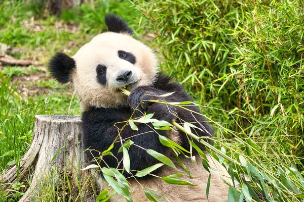 Nagy Panda Bambuszt Eszik Veszélyeztetett Faj Fekete Fehér Emlős Aki — Stock Fotó