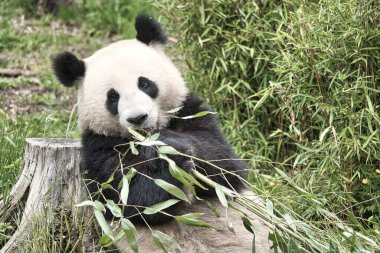 Büyük panda bambu yiyor. Nesli tükenmekte olan türler. Oyuncak ayıya benzeyen siyah beyaz memeli. Nadir bir ayının derin fotoğrafı.