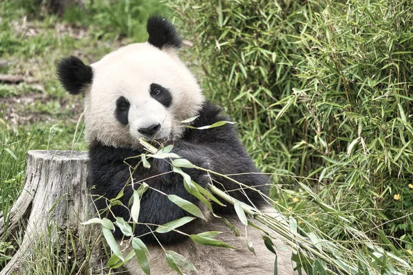 Nagy Panda Bambuszt Eszik Veszélyeztetett Faj Fekete Fehér Emlős Aki — Stock Fotó