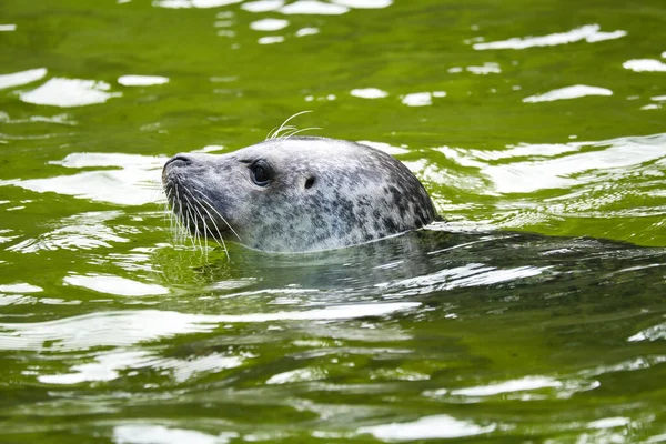 Testa Foca Nuoto Acqua Primo Piano Del Mammifero Specie Pericolo — Foto Stock