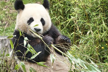 Büyük panda bambu yiyor. Nesli tükenmekte olan türler. Oyuncak ayıya benzeyen siyah beyaz memeli. Nadir bir ayının derin fotoğrafı.