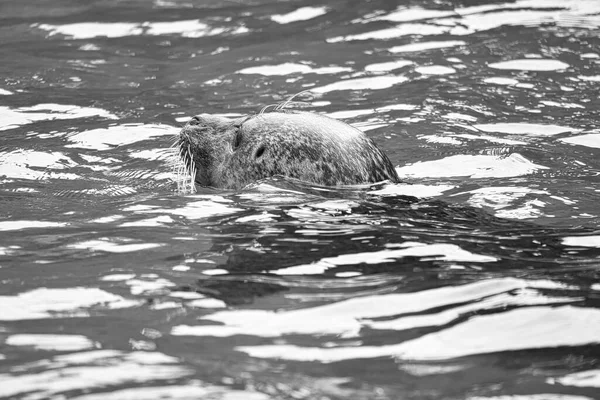 Sello Blanco Negro Nadando Agua Primer Plano Del Mamífero Especies — Foto de Stock