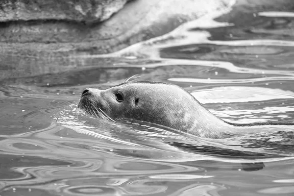 Zeehond Zwart Wit Zwemmen Het Water Sluit Het Zoogdier Bedreigde — Stockfoto