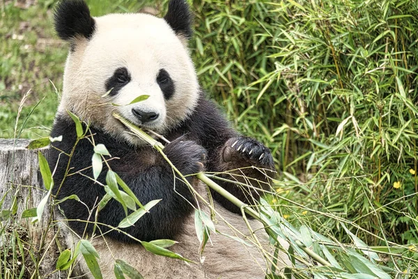 Büyük panda bambu yiyor. Nesli tükenmekte olan türler. Oyuncak ayıya benzeyen siyah beyaz memeli. Nadir bir ayının derin fotoğrafı.