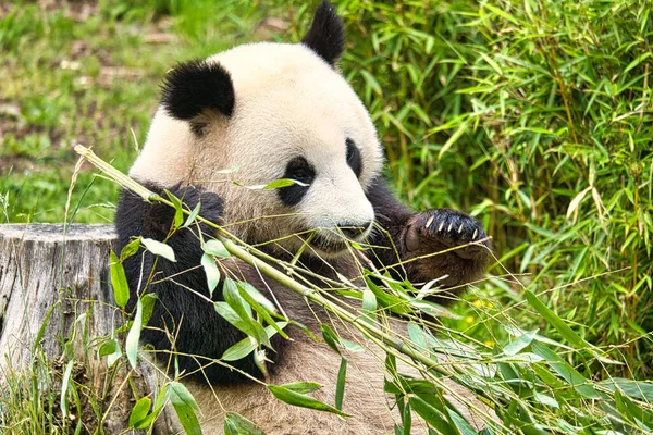 Gros Panda Assis Mangeant Bambou Espèces Menacées Mammifère Noir Blanc — Photo