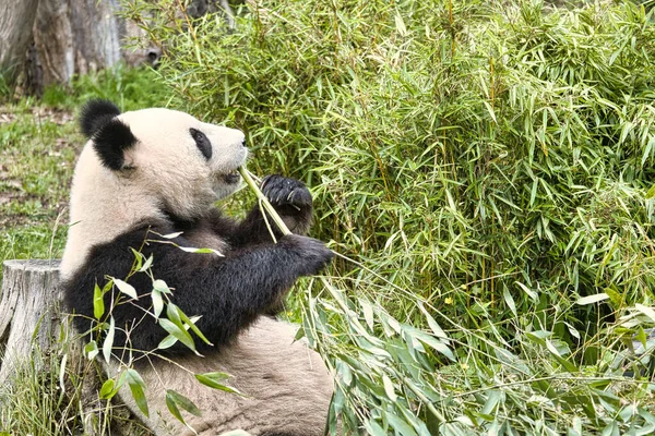 Gran Panda Sentado Comiendo Bambú Especies Peligro Mamífero Blanco Negro —  Fotos de Stock