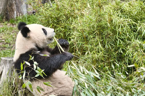 Nagy Panda Bambuszt Eszik Veszélyeztetett Faj Fekete Fehér Emlős Aki — Stock Fotó