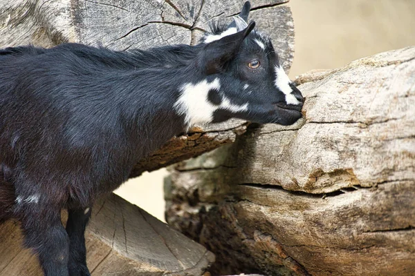 Kluk Hraje Zoo Zajímavé Zkoumá Životní Prostředí Fotografie Malých Savců — Stock fotografie
