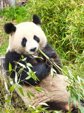 Büyük panda bambu yiyor. Nesli tükenmekte olan türler. Oyuncak ayıya benzeyen siyah beyaz memeli. Nadir bir ayının derin fotoğrafı.