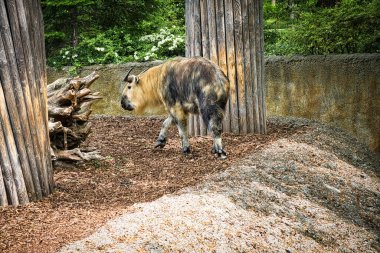 Altın öküz, güzel kürklü ve boynuzlu. Himalayalar 'dan sığır türleri. Memeli hayvan fotoğrafı.