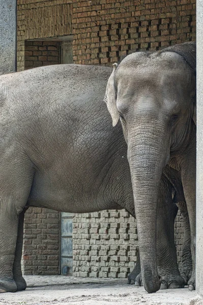 elephant couple, standing with hanging trunk. gray skin, largest land mammal. endangered species. Animal photo