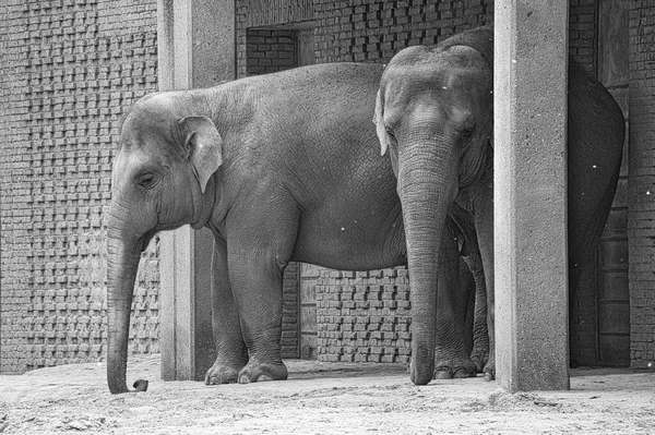 elephant couple, standing with hanging trunk. gray skin, largest land mammal. endangered species. Animal photo