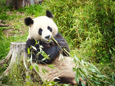 Büyük panda bambu yiyor. Nesli tükenmekte olan türler. Oyuncak ayıya benzeyen siyah beyaz memeli. Nadir bir ayının derin fotoğrafı.