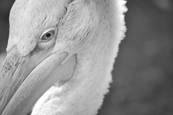 Pelikan Schwarz Weiß Porträt Weißes Gefieder Großer Schnabel Bei Einem — Stockfoto