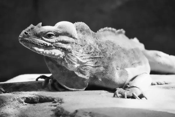 Siyah Beyaz Bir Iguana Bir Taşın Üzerinde Yatıyor Dikenli Tarak — Stok fotoğraf