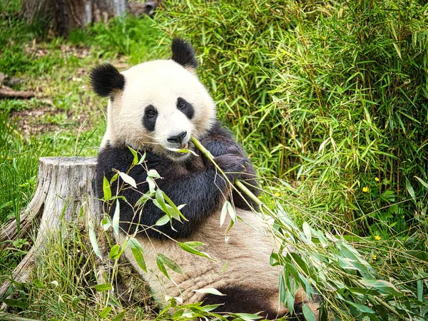 Большая Панда Ест Бамбук Вымирающие Виды Чёрно Белое Млекопитающее Похожее — стоковое фото