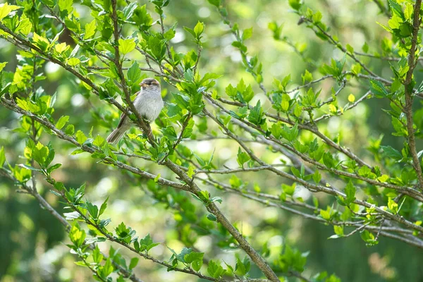 夏天麻雀坐在长满绿叶的灌木丛中的树枝上 濒危鸣禽 野外的动物照片 — 图库照片