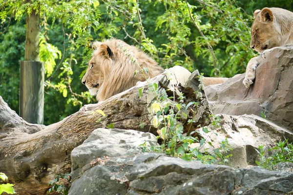 狮子夫妇躺在岩石上 放宽些的掠食者看着远方大猫的动物照片 — 图库照片