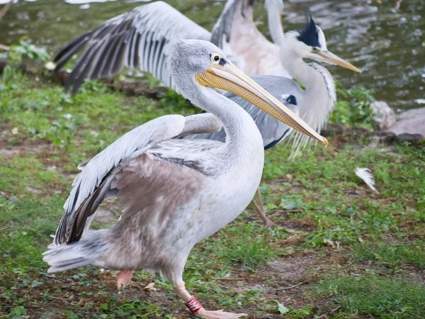 Pelicano Água Plumagem Cinzenta Branca Bico Grande Num Grande Pássaro — Fotografia de Stock
