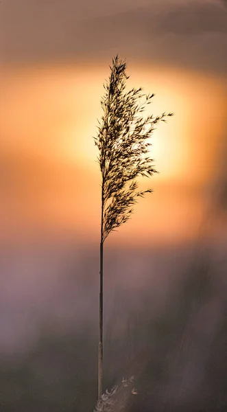 Reed Różowym Czerwonym Pomarańczowym Słońcu Romantyczny Zachód Słońca Marzycielski Spokojny — Zdjęcie stockowe