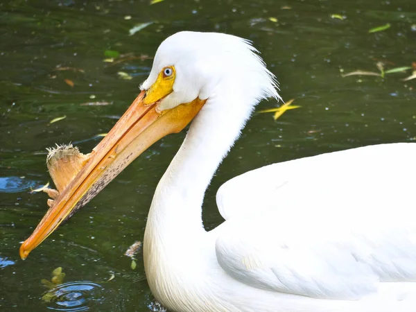 Pelican Che Nuota Acqua Piumaggio Bianco Becco Grosso Grosso Uccello — Foto Stock